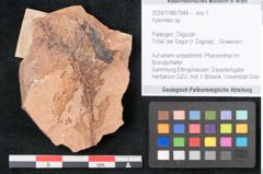 Foto (Objekt + Etikett) von Xylomites sp. (NHMW-GEO-2024-0188-7944)